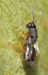 Eurytominae