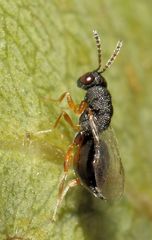 Eurytominae
