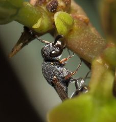 Eurytominae