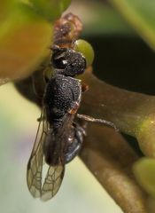 Eurytominae