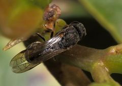 Eurytominae