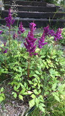 Astilbe