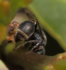Eurytominae