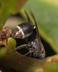 Eurytominae