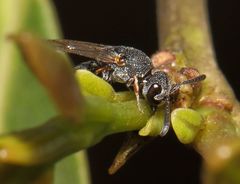 Eurytominae
