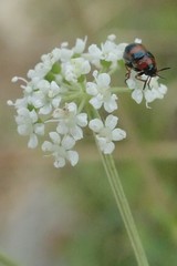 Coptocephala