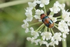 Coptocephala