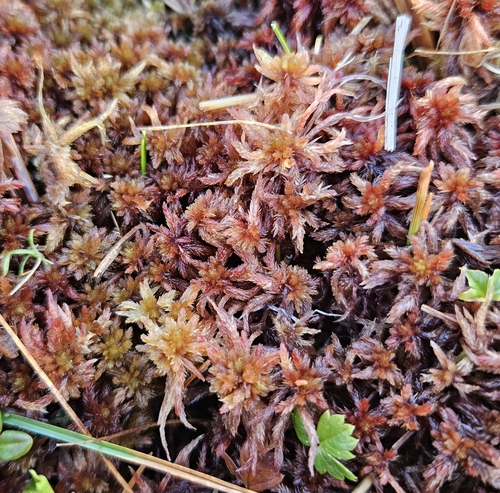 Sphagnum subnitens Russow & Warnst.