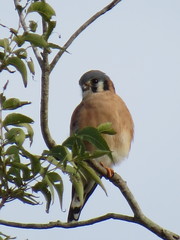Falco sparverius paulus