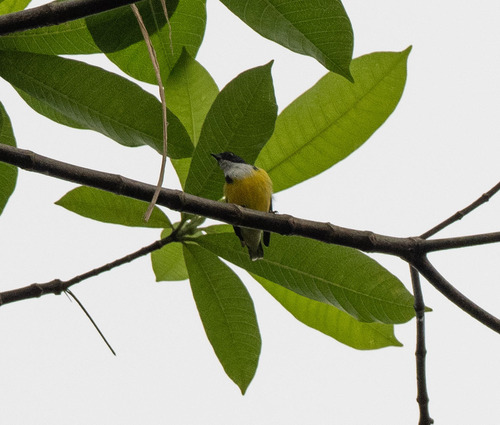 Legge's Flowerpecker (Pachyglossa vincens), photo 5