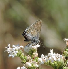 Satyrium tetra