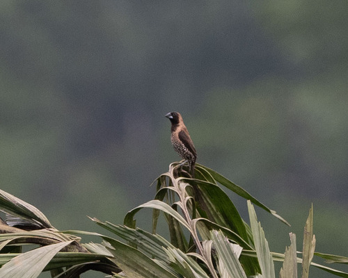Black-throated Munia (Lonchura kelaarti), photo 4