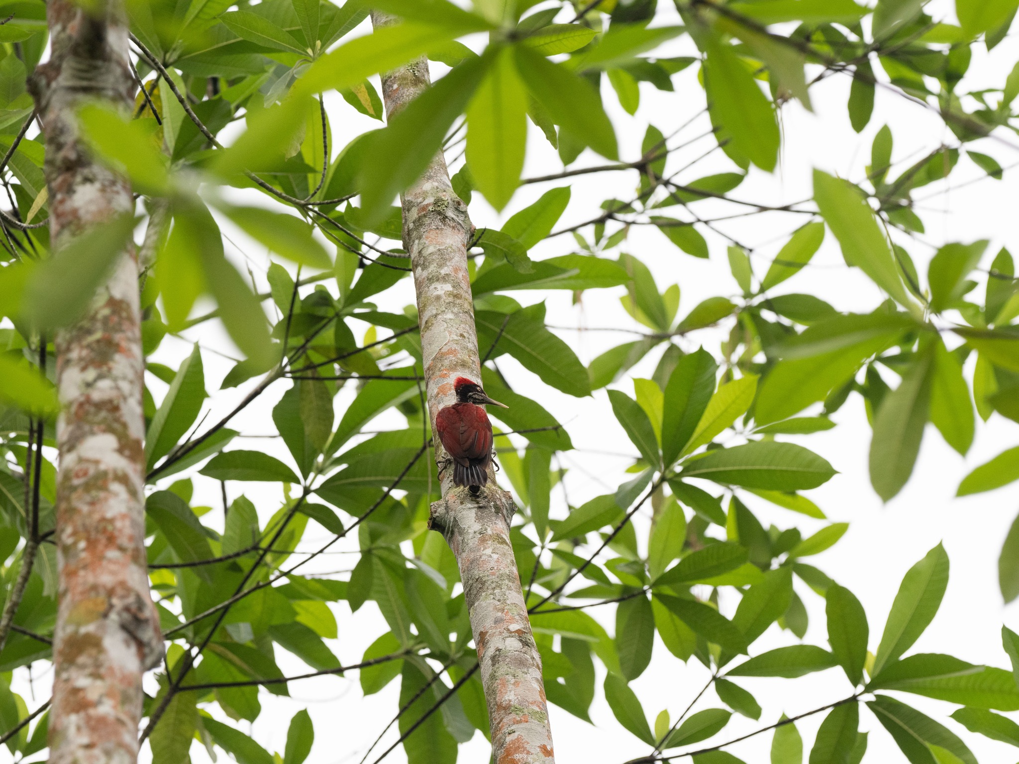 Crimson-backed Flameback (Chrysocolaptes stricklandi), photo 4