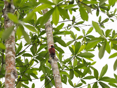 Crimson-backed Flameback (Chrysocolaptes stricklandi), photo 4