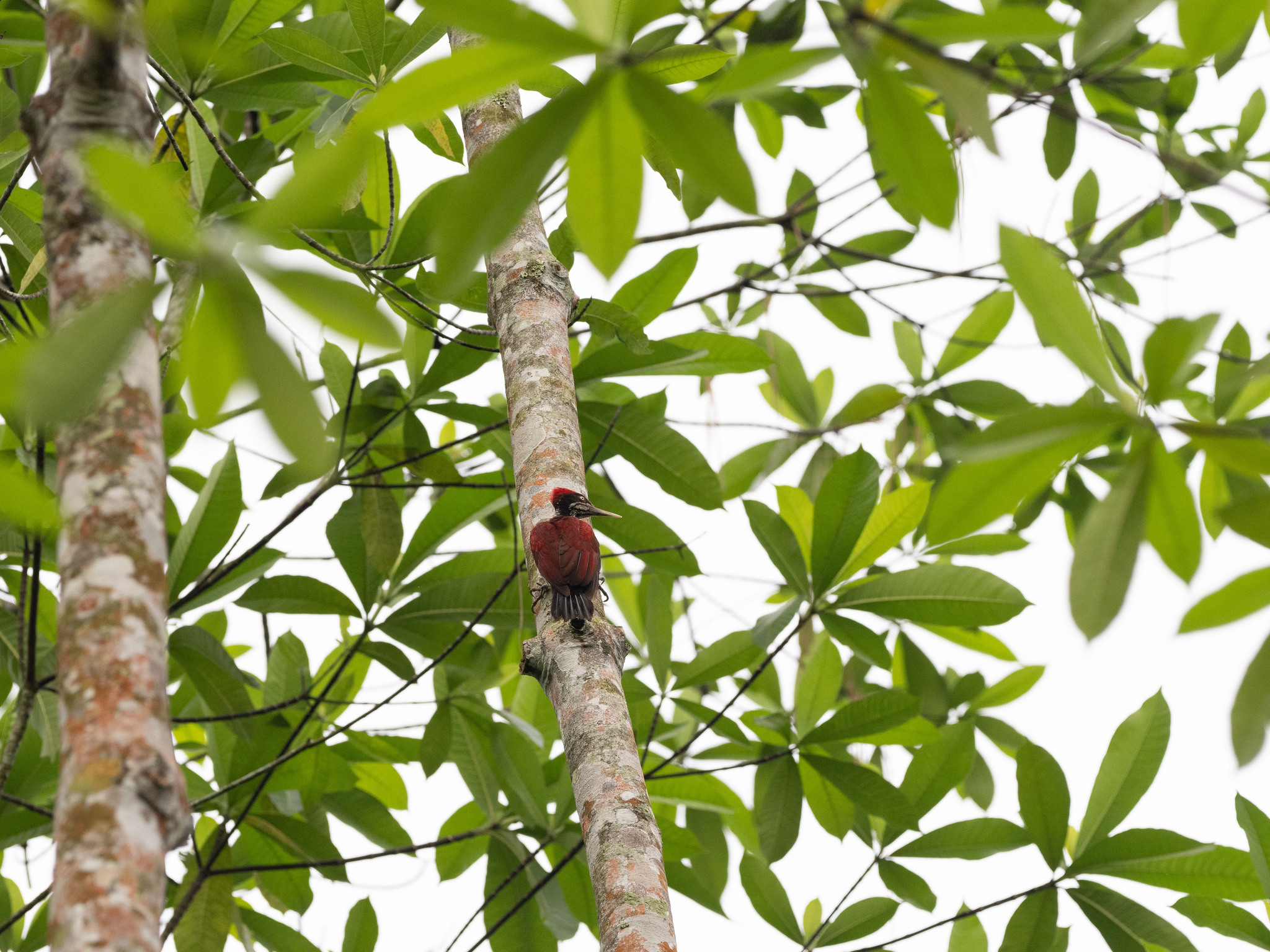 Crimson-backed Flameback (Chrysocolaptes stricklandi), photo 5