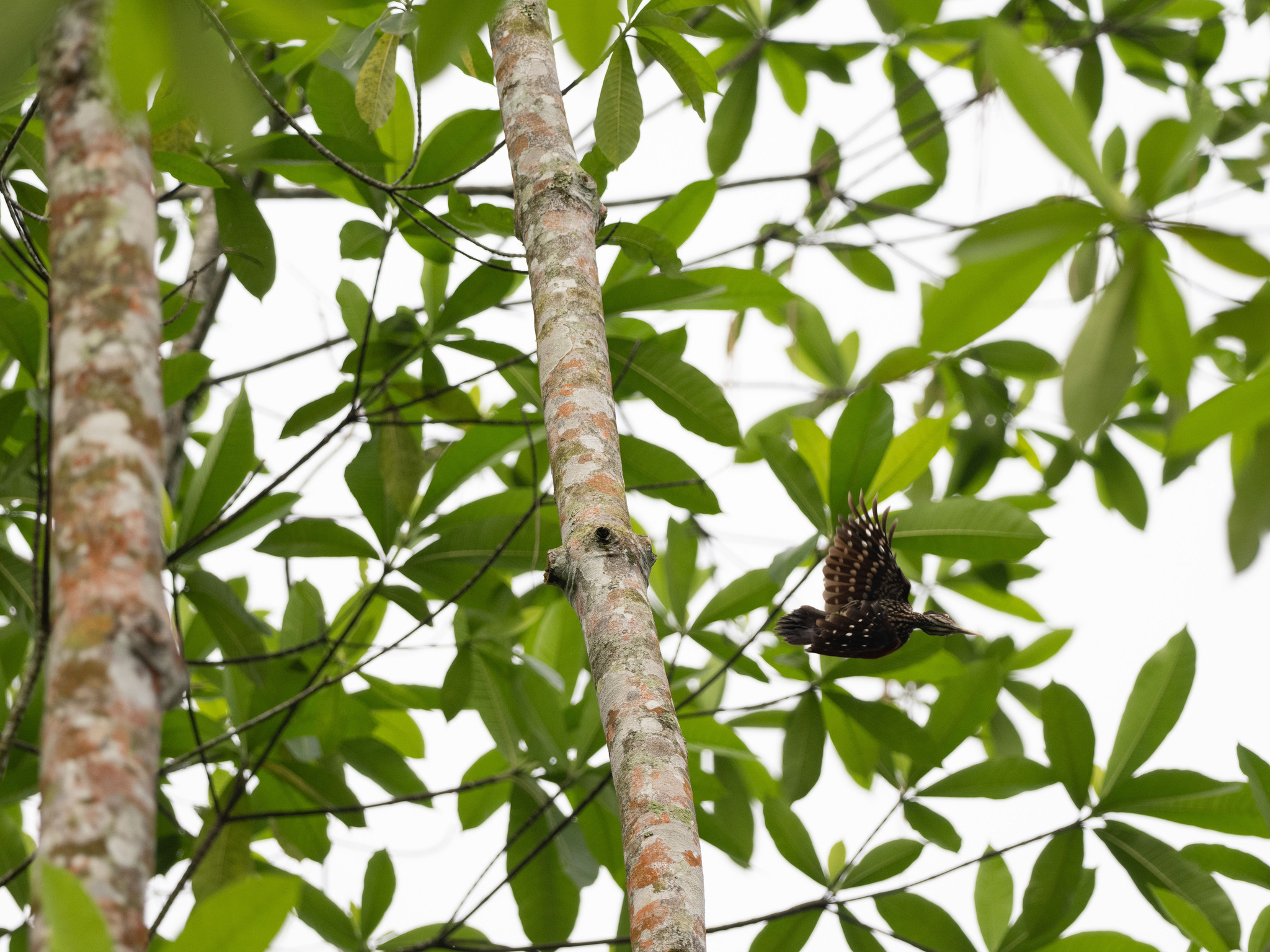 Crimson-backed Flameback (Chrysocolaptes stricklandi), photo 6
