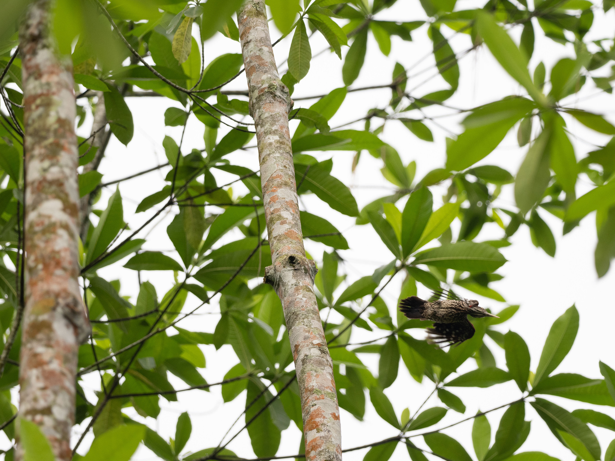 Crimson-backed Flameback (Chrysocolaptes stricklandi), photo 7