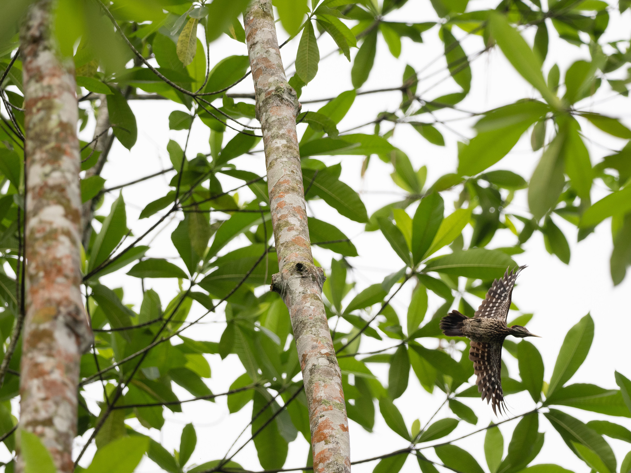 Crimson-backed Flameback (Chrysocolaptes stricklandi), photo 8