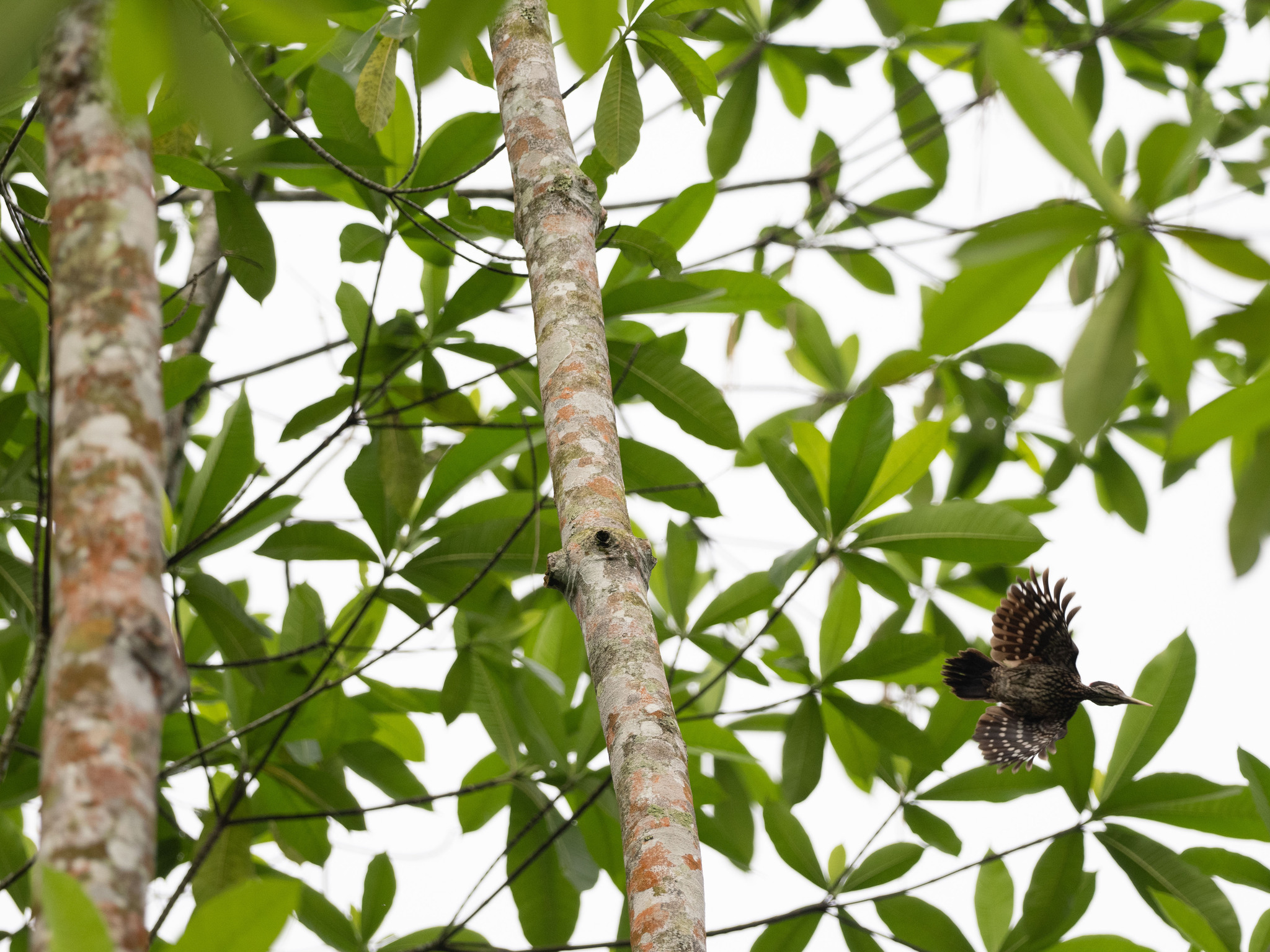 Crimson-backed Flameback (Chrysocolaptes stricklandi), photo 9