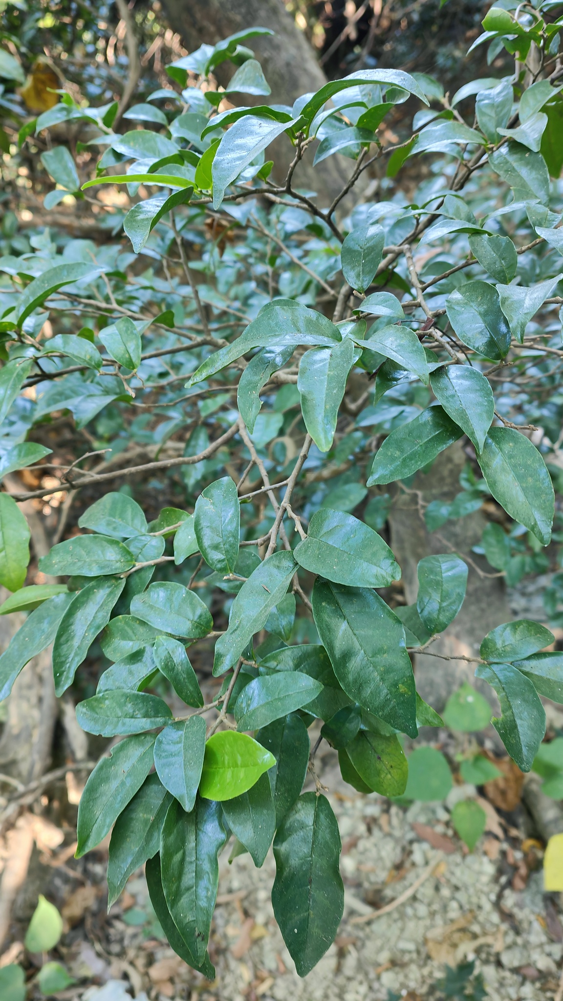 Imagem de Bacuri-sororoca