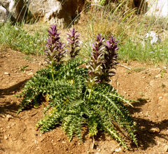 Acanthus syriacus