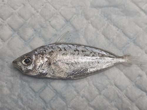 Oblong slipmouth (Equulites stercorarius) — Leiognathidae
