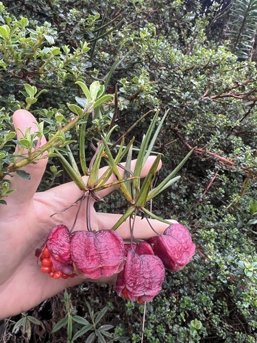 Bomarea graminifolia