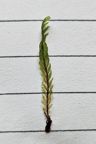 Image of Fissidens osmundioides by (c) Helen Waterman, some rights reserved (CC BY)