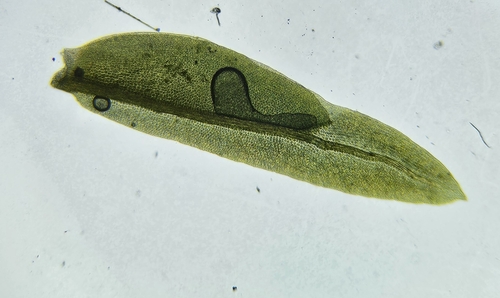 Image of Fissidens osmundioides by (c) Helen Waterman, some rights reserved (CC BY)