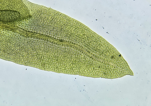 Image of Fissidens osmundioides by (c) Helen Waterman, some rights reserved (CC BY)