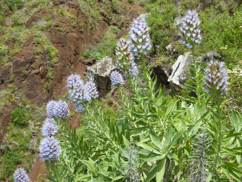 Coastal Pride of Madeira
