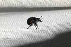 Synolabus bipustulatus