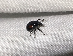 Synolabus bipustulatus