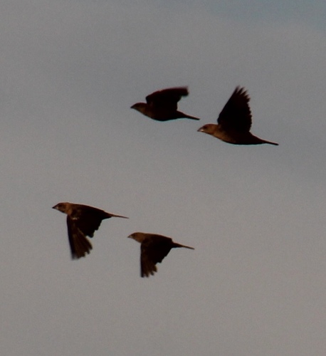 Brown-headed Cowbird photographed in Alabama