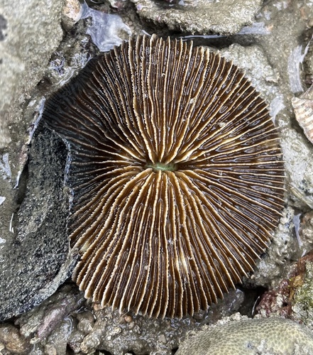 Lithophyllon repanda observed 2025-02-02