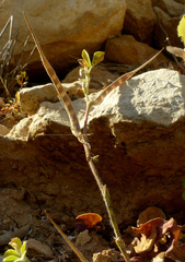 Trigonella foenum-graecum