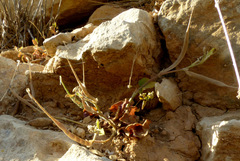 Trigonella foenum-graecum
