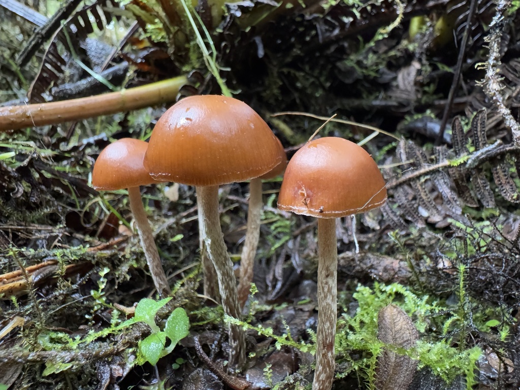 Psilocybe zapotecorum · February 2025 · photo: © harrii (iNaturalist, cc-by)