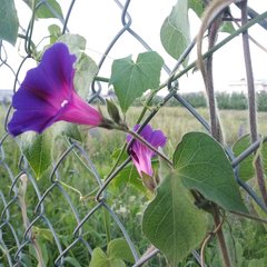 Ipomoea purpurea