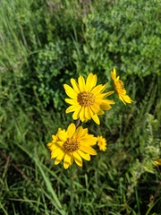 Helianthus occidentalis