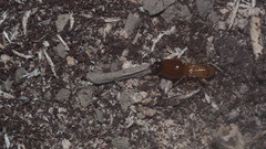 Macrotermes gilvus