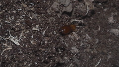 Macrotermes gilvus
