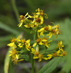 Solidago cuprea