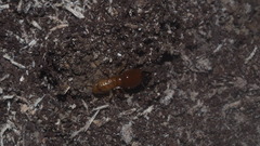 Macrotermes gilvus