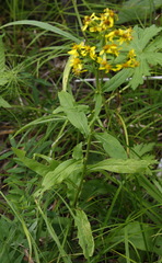 Solidago cuprea