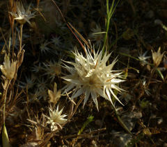 Chardinia orientalis