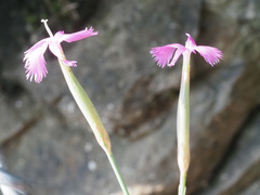 Dianthus orientalis