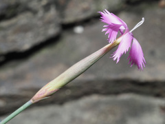 Dianthus orientalis