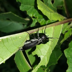 Epicauta curvicornis