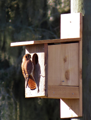 Falco sparverius paulus